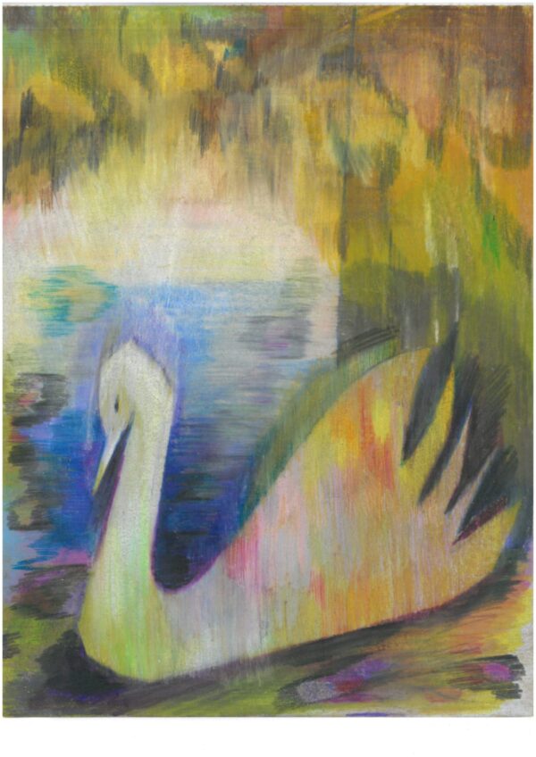 cisne enfadado
