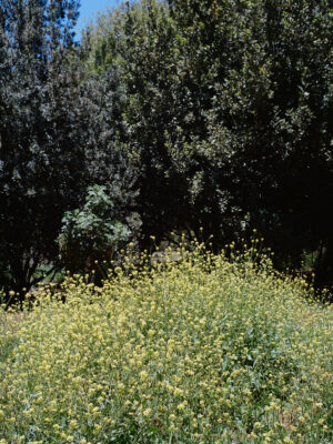 Valsequillo, medianía de Gran Canaria