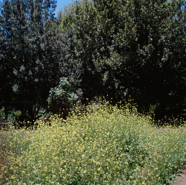 Valsequillo, medianía de Gran Canaria