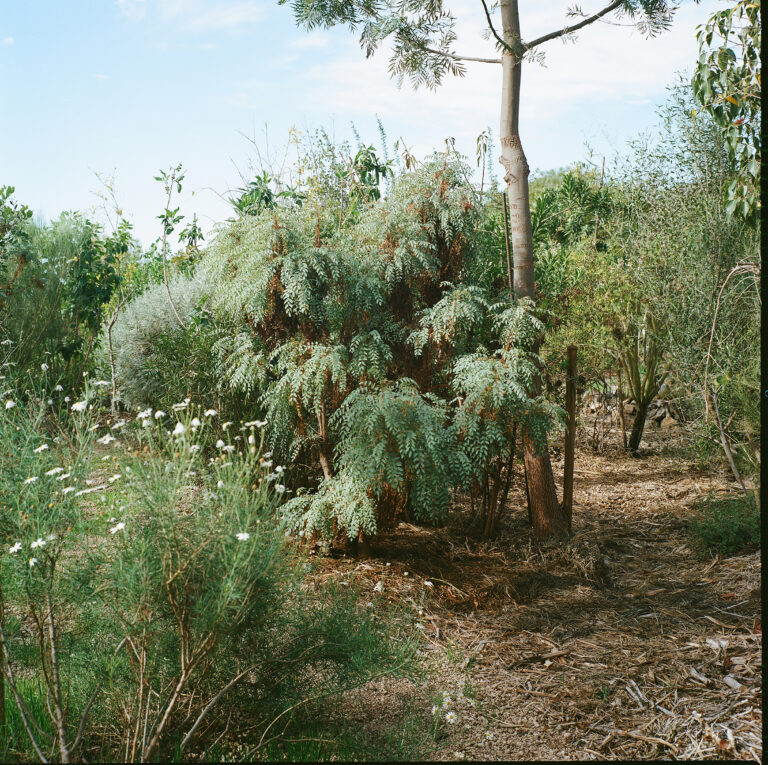 Finca Tamaide, medianías